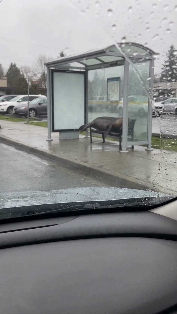 A seal waits at the bus stop, seen through a rainy windshield, a real run on Leap
