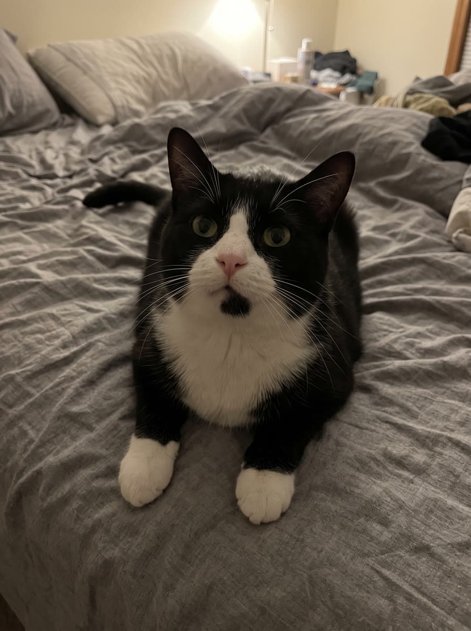 The photo a tuxedo cat's zoomies end in a splat started from