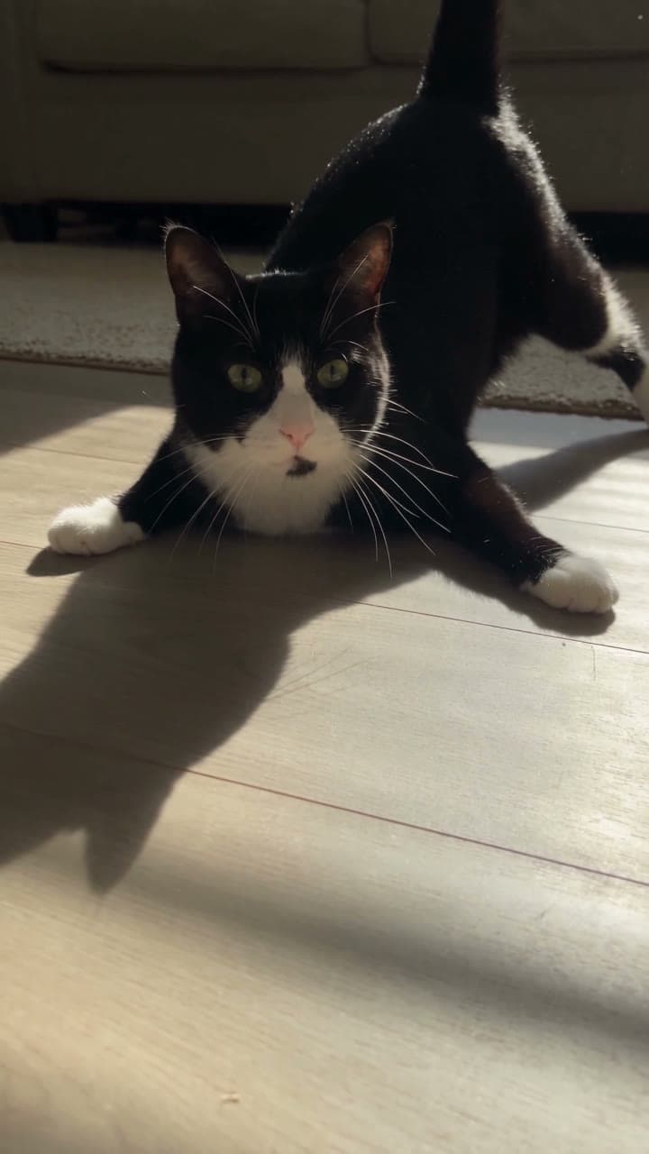 A tuxedo cat's zoomies end in a splat, a real run on Leap