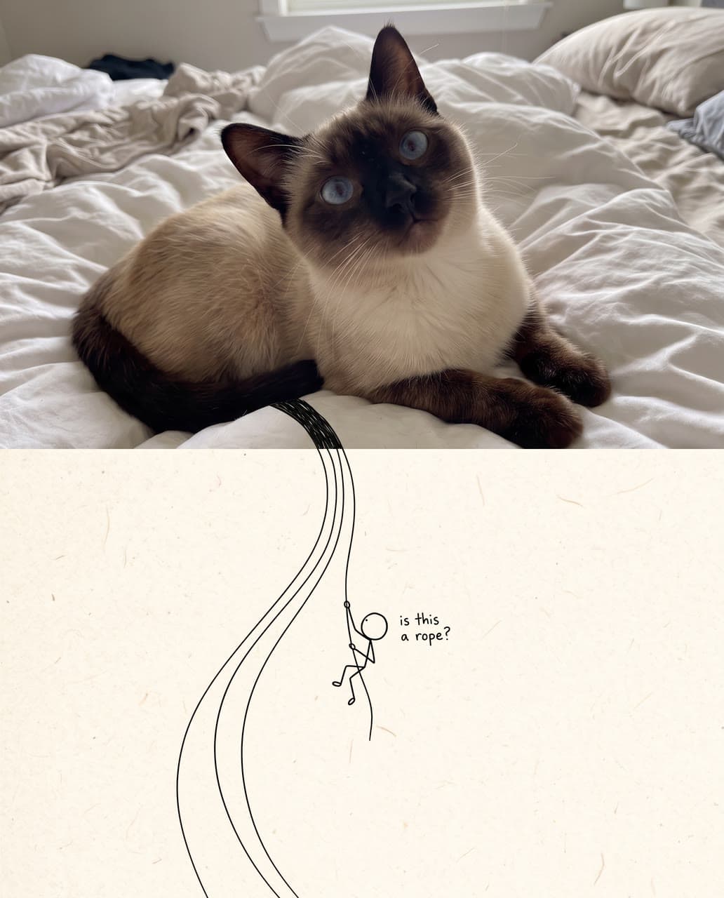 A Siamese and the rope, a real run on Leap