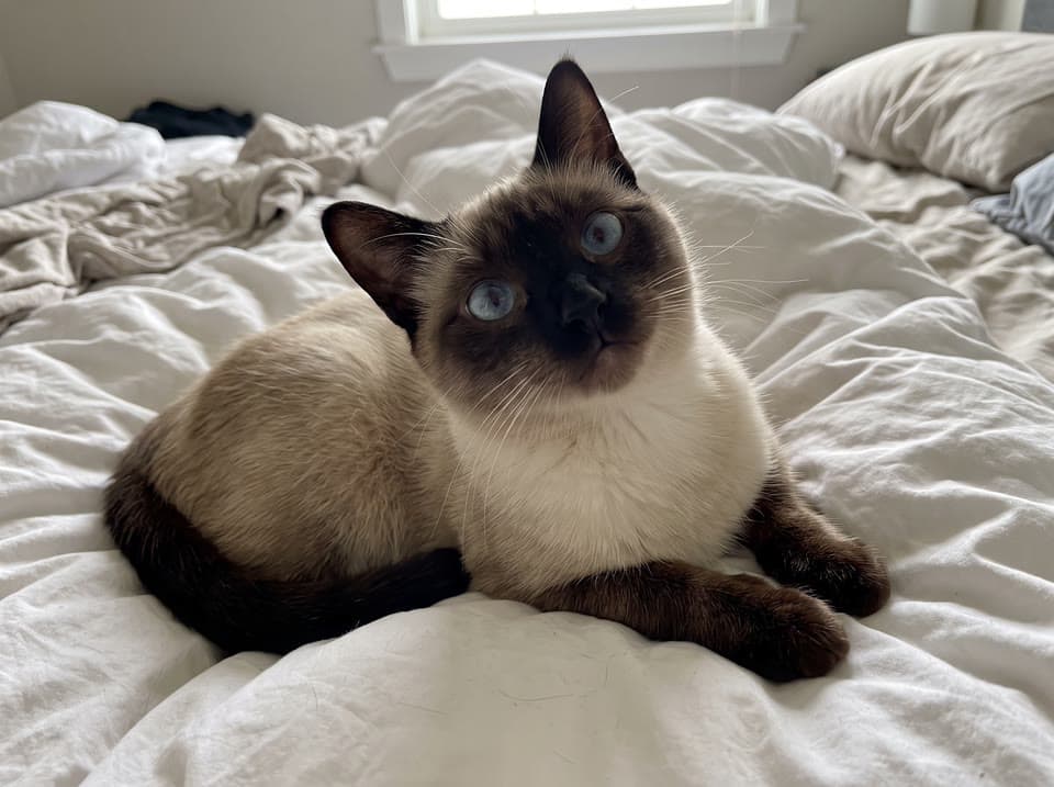 The photo a siamese and the rope started from